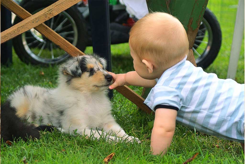 Mi perro esta celoso del bebe