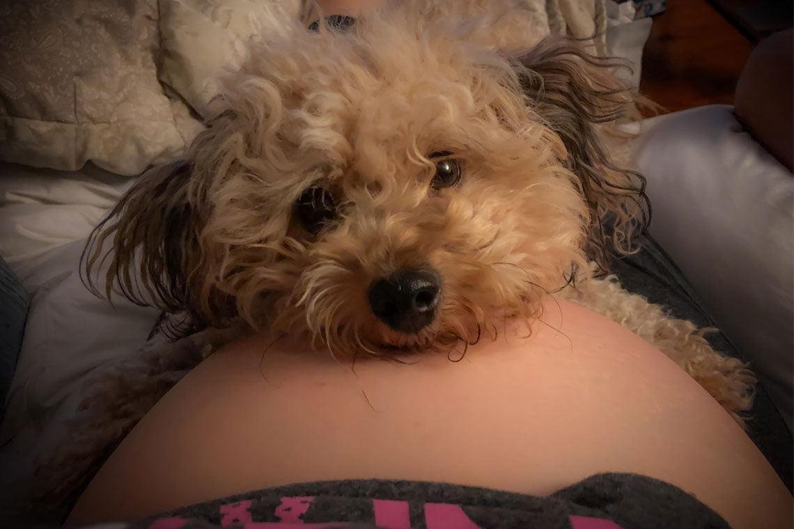 Tengo un perro y pronto nacera mi nino 2