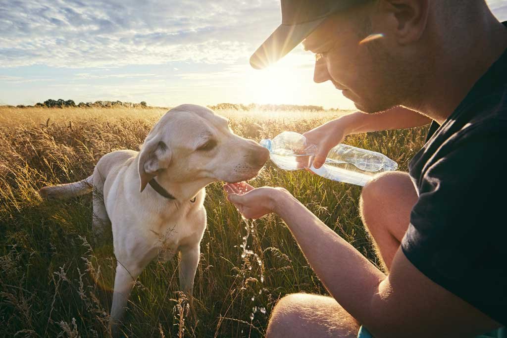 Golpes de calor en nuestros perros