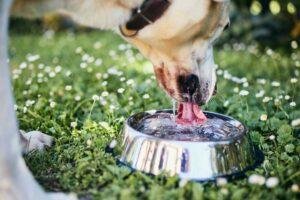 Que hacer y que No hacer con mi perro los dias de mucho calor