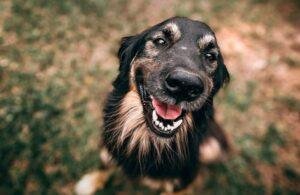 como mejorar el bienestar de mi perro