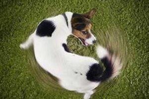 conductas compulsivas en perros