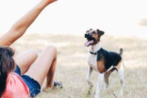 consejos para relajar a mi perro muy nervioso