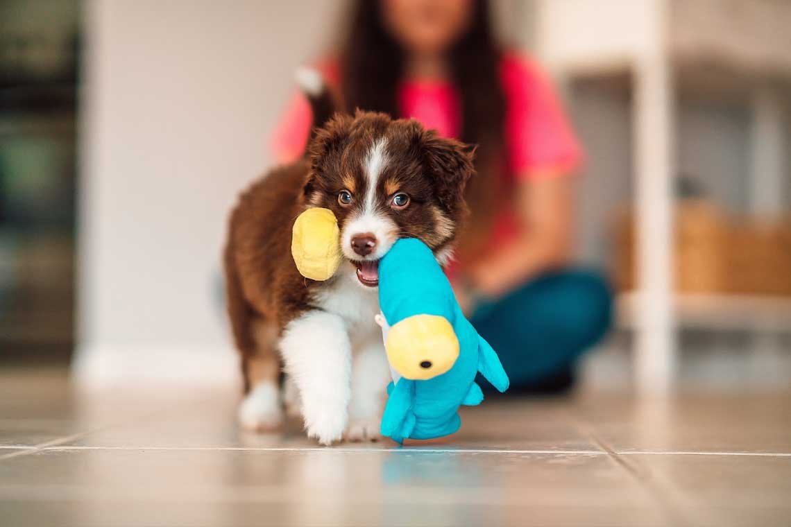 Como preparar la casa para la llegada de un cachorro
