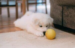 como hacer que mi perro cachorro se canse