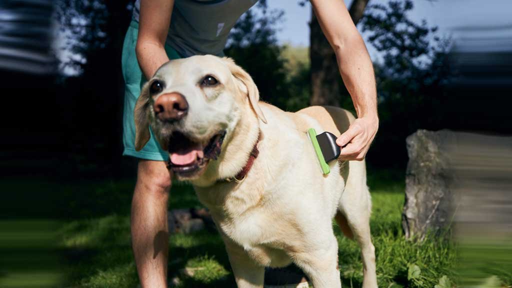 Como hacer para que mi perro me deje cepillarlo