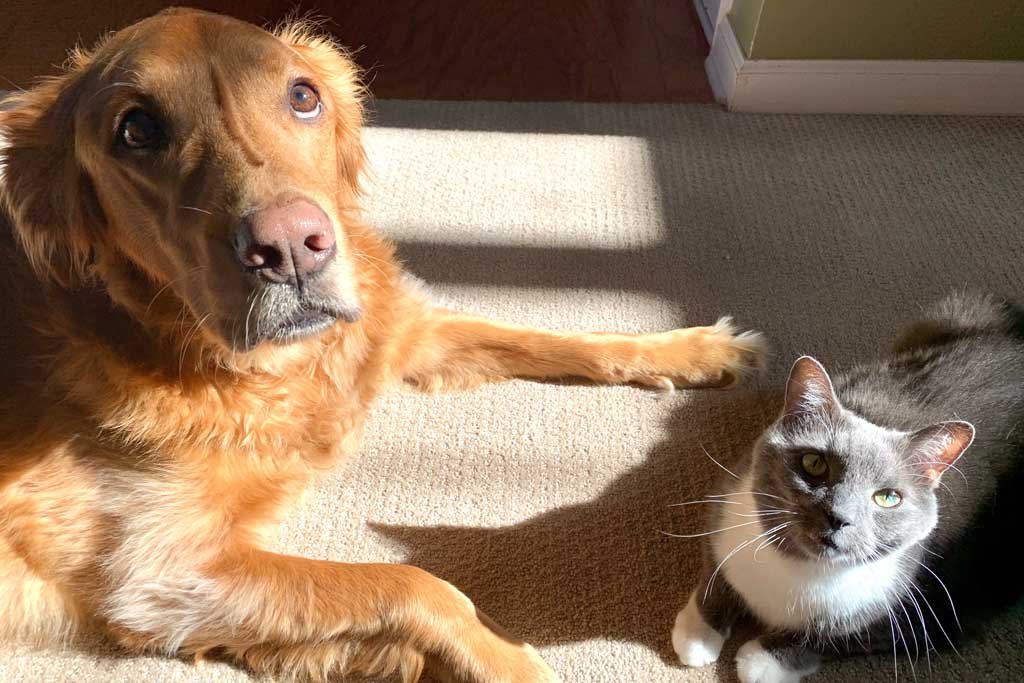 Como presentar a un perro y a un gato correctamente