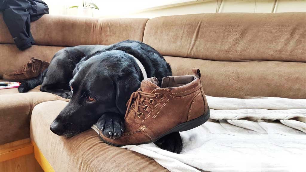 Mi perro se roba cosas