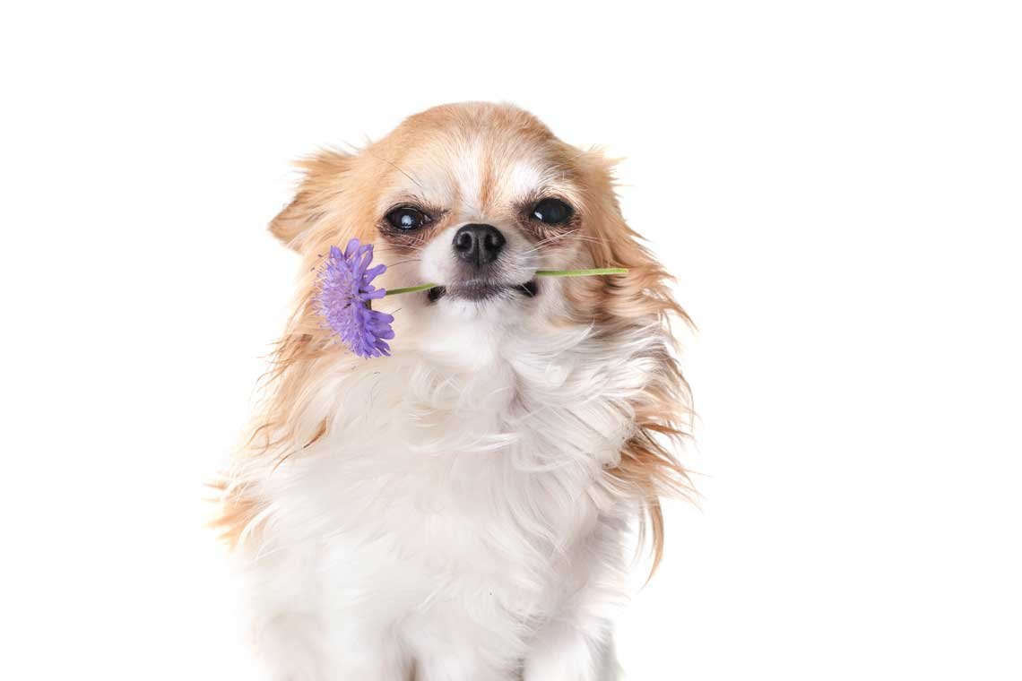 Trucos para evitar que mi perro se coma las plantas