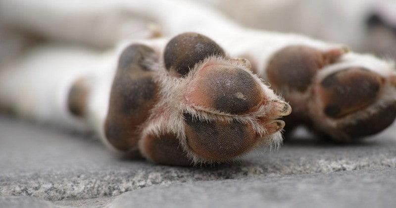 como lavarle las patas a mi perro
