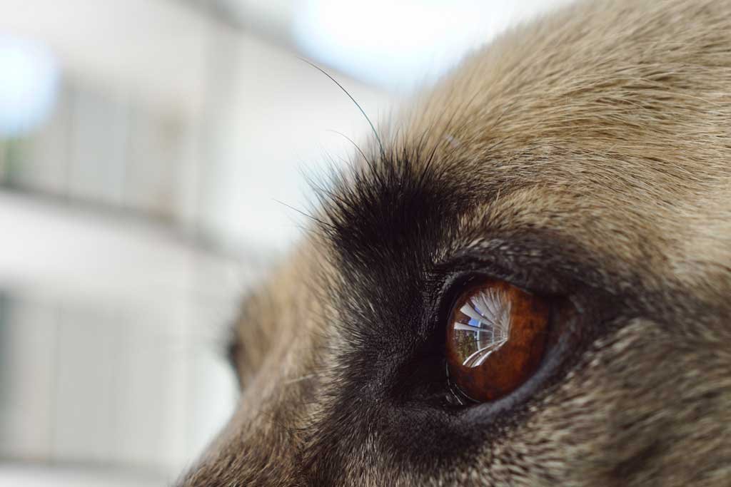 educar a un perro ciego de adulto