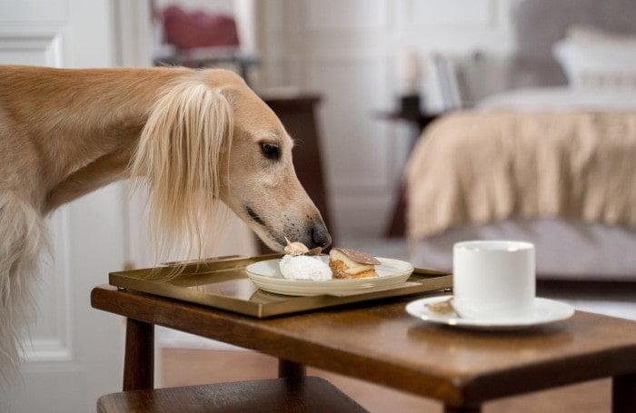 mi perro roba comida de la mesada que hago