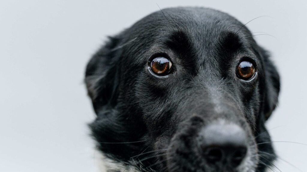 Filosofia Animal Perro Triste Nota 2