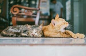 5 sintomas de un gato aburrido
