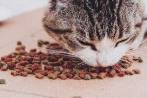 Mejorar el balanceado Gatos
