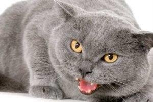 Mi gato me muerde