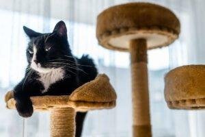 Por que los gatos prefieren las alturas