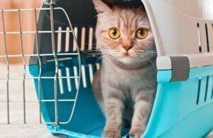 como acostumbrar al gato al transportin