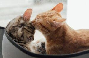como hacer que un gato acepte a otro gato