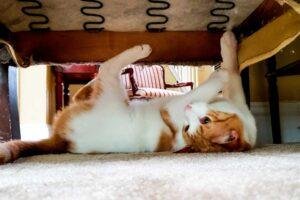 mi gato arana los muebles