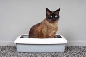 mi gato no utiliza el arenero