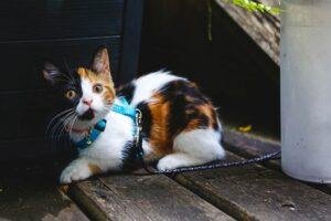 pasear a mi gato con correa