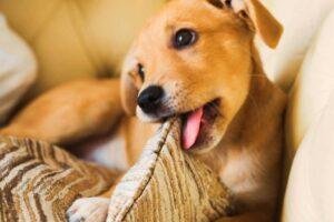 A que edad se calman los perros