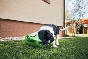 Evitar que mi perro destruya el jardin
