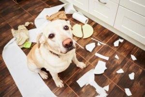 Mi perro lo rompe todo