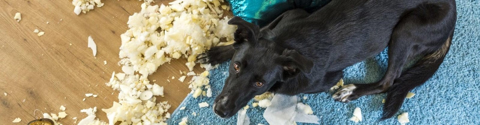 comportamiento canino romper destruye perros