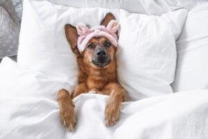 En estas sociedades la tenencia de mascotas es una práctica muy común. Y no solo tienen animales para compañía, sino que tienen conductas muy afectivas para con ellos. Son bastante parecidos a lo que hacemos en la cultura occidental: les ponen nombres, los crían —si fuera necesario, los amamantan—, los protegen y los lloran después de la muerte