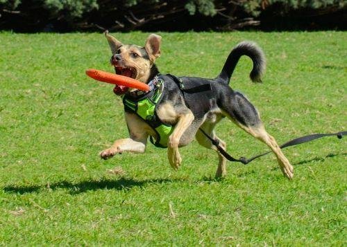 educar perro juegos 1