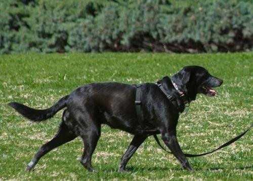 educar perro paseo