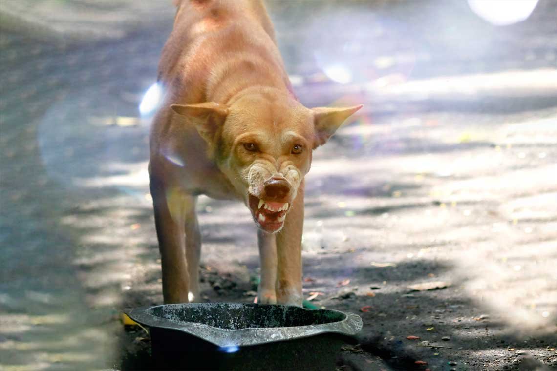 Mi perro me grune cuando come