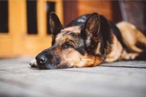 Actividades que relajan a mi perro