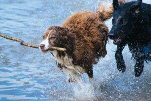 Como cansar a un perro