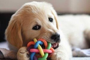 Los mejores juguetes para cachorros