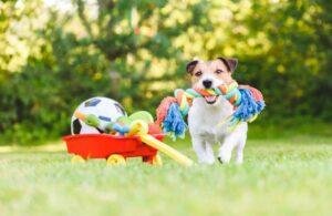 educar perro juguetes interactivos