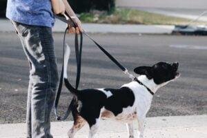 Mi perro ladra a algunas personas y a otras no