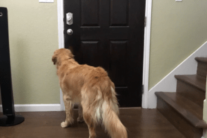 Mi perro ladra cuando tocan el timbre