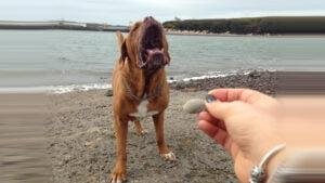 Mi perro ladra para llamar la atencion