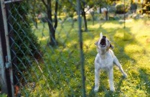 comportamiento canino ladra detras reja 1