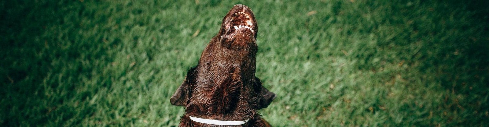 comportamiento canino ladridos perros