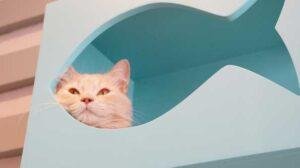 Escondites para gatos