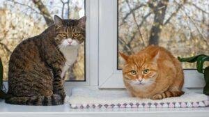 Mantener a tu gato dentro de la casa