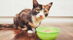 Alimentación gatos
