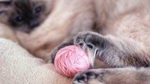jugando con mi gato