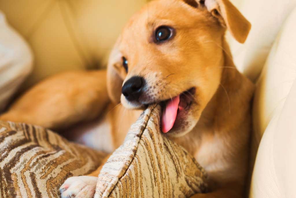 Filosofia Animal perro besos
