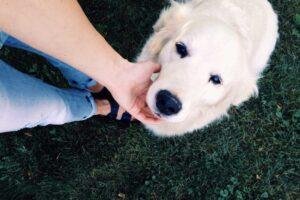 Mi perro no se deja tocar