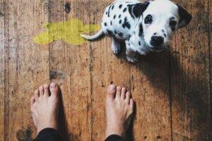 Mi perro se orina cuando lo reto